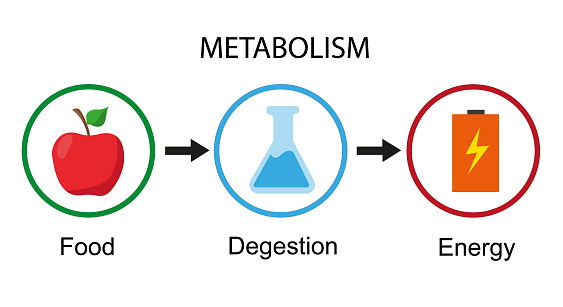 Rapid Weight Loss - Metabolism